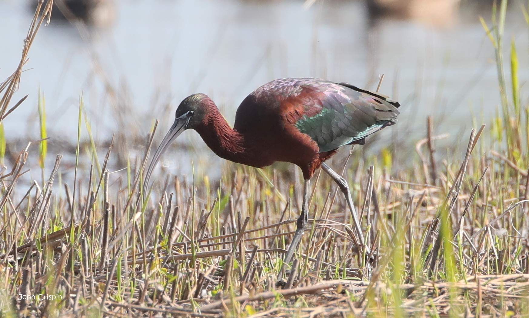 Glossy Ibis JC 